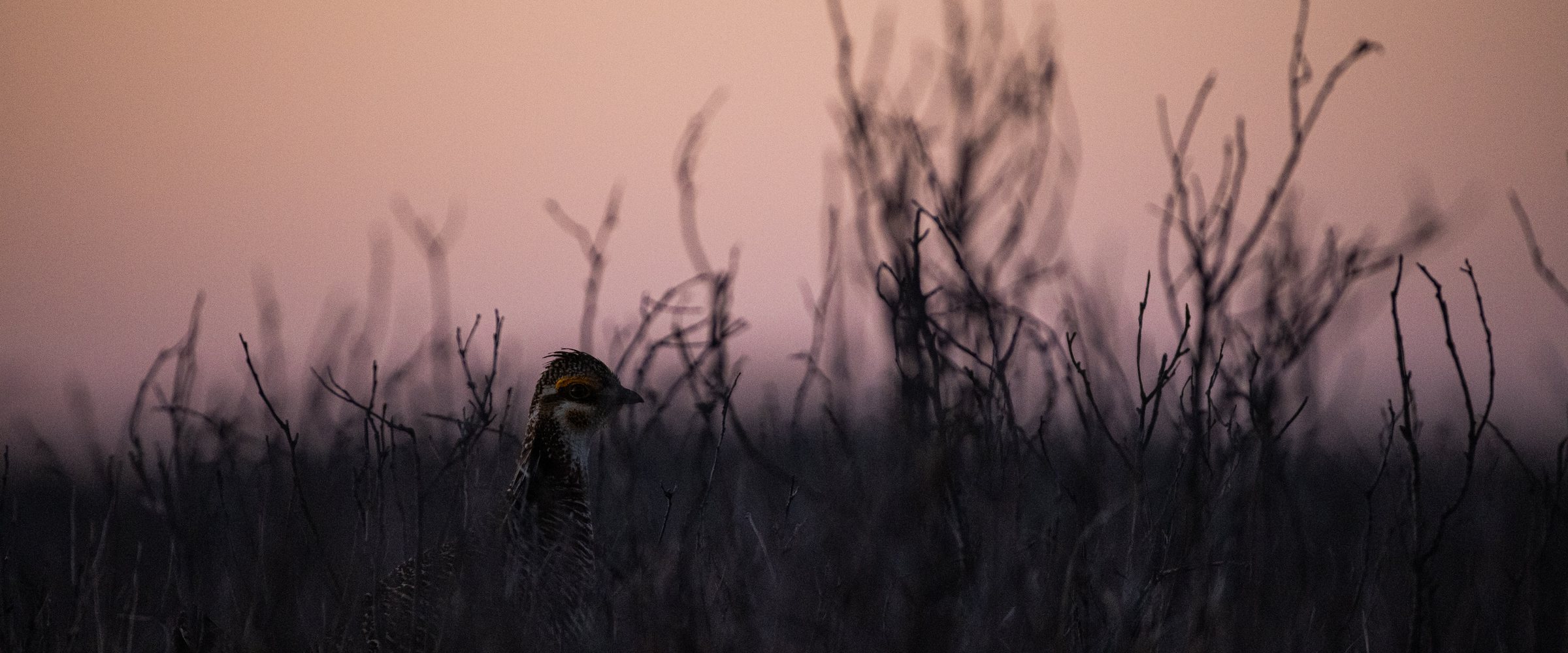 A Lesser Prairie-Chicken stands among shinnery oak stems at dawn under a pink sky.